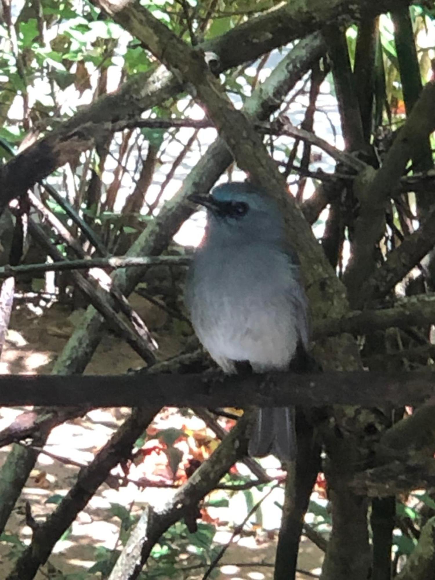 Surrey Bird Sanctuary & Holiday Resort Welimada Eksteriør bilde